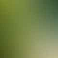 green onions