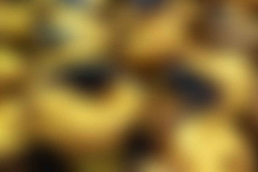 Pasteis de Nata